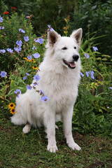 Portrait of White Swiss Shepherd Dog sits in nature.