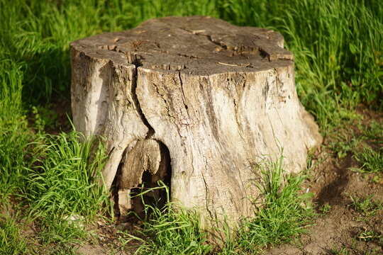 Massive old tree stump among green grass on a spring day