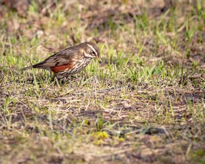White-browed thrush on a background of grass. Bird watching