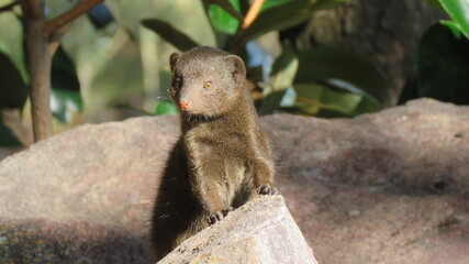 Dwarf mongoose on the lookout