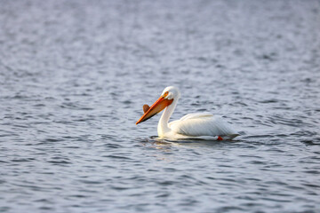 Fototapeta na wymiar Pelican Swimming in Lake Winnebago Wisconsin