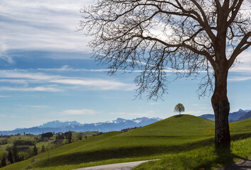 Obraz premium Drumlin hills with trees under blue sky in summer and the Alp snow mountain at the background