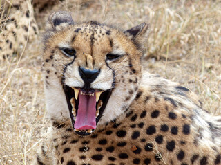 Yawning Cheetah in South Africa