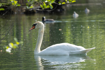 Fototapeta premium Swan