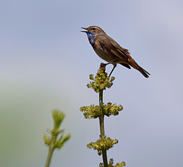 Bluethroat songbird. The male sings while sitting on top of the plant.