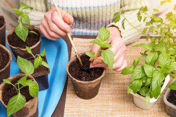 Growing, seeding, transplant seedling, houseplant, vegetables at home. Female hands with young little plant in pot