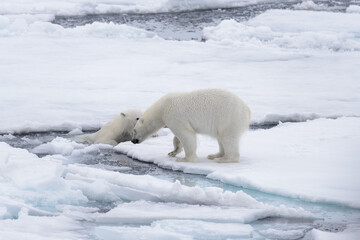 Two young wild polar bears playing on pack ice in Arctic sea, north of Svalbard © Alexey Seafarer