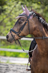 Obraz premium Reitpferd / Reipony