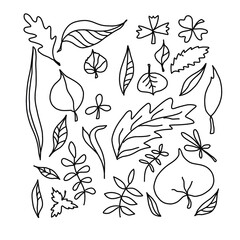Graphic botanical, leafs, linear doodles 