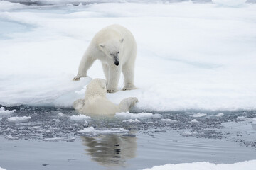 Two young wild polar bears playing on pack ice in Arctic sea, north of Svalbard © Alexey Seafarer