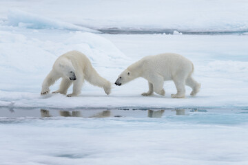 Two young wild polar bears playing on pack ice in Arctic sea, north of Svalbard