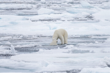 Two young wild polar bears playing on pack ice in Arctic sea, north of Svalbard