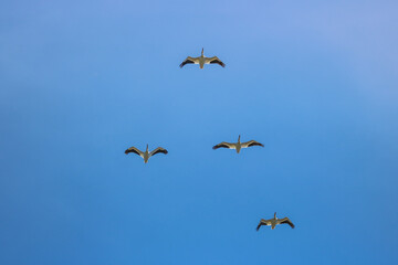 Pelicans Flying Against a Blue Sky