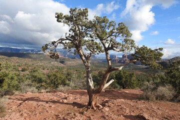 Fototapeta premium The beautiful scenery of Sedona, Arizona. A tourist paradise.