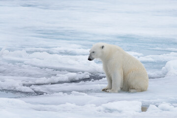 Naklejka na ściany i meble Wild polar bear sitting on pack ice