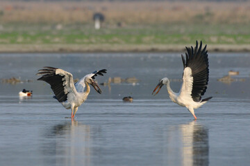 Two Asian Openbill Stork Birds Are Feeding In The Wetland