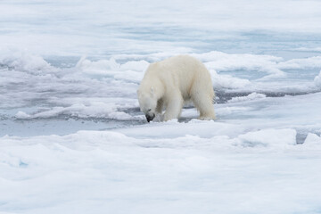 Wet polar bear shaking off on pack ice in Arctic sea