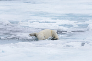 Obraz na płótnie Canvas Wet polar bear shaking off on pack ice in Arctic sea