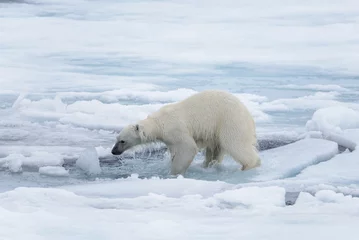 Fotobehang Wet polar bear shaking off on pack ice in Arctic sea © Alexey Seafarer