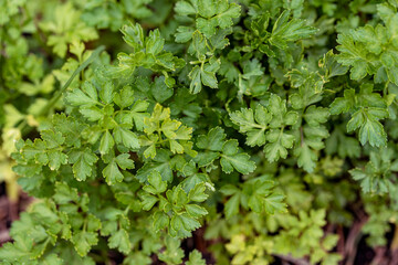 background of green leaves, nacka, stockholm, sweden, sverige