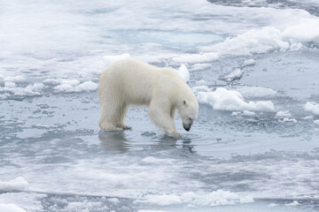 Naklejka na ściany i meble Wild polar bear looking to his reflection in water on pack ice in Arctic sea