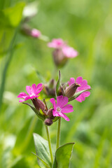 Meadow with red campion (Silene dioica) flowers. Used in ecological gardens as perennial wildflower