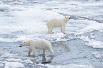 Two young wild polar bears playing on pack ice in Arctic sea, north of Svalbard © Alexey Seafarer