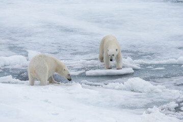 Fototapeta na wymiar Two young wild polar bears playing on pack ice in Arctic sea, north of Svalbard