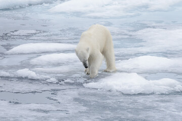 Wild polar bear looking in water on pack ice in Arctic sea