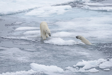 Two young wild polar bears playing on pack ice in Arctic sea, north of Svalbard