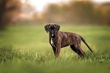 german boxer puppy standing on a field  in summer