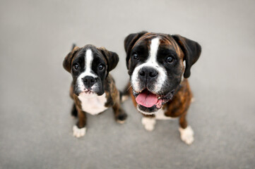 happy boxer dog and her puppy posing together, top view portraitoutdoors