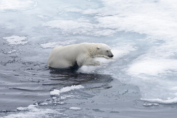 Obraz na płótnie Canvas Polar bear (Ursus maritimus) swimming in Arctic sea close up.