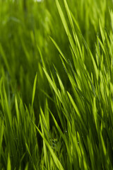 Fototapeta na wymiar Sweet vernal grass in the rays of suns. Bright summer photo in shades of green.