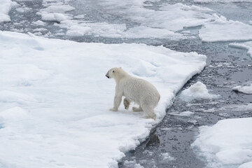 Wild polar bear jumping on pack ice in Arctic sea