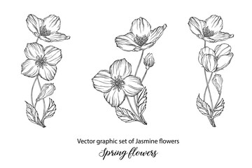 A set of graphic flower compositions with Jasmine flowers. Jasmine