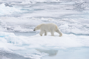 Plakat Wild polar bear going in water on pack ice in Arctic sea