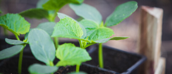 Starting a Vegetable Garden From Seeds or Seedlings