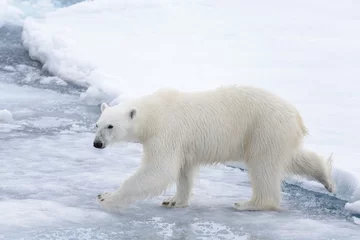 Fotobehang Wild polar bear going in water on pack ice in Arctic sea © Alexey Seafarer
