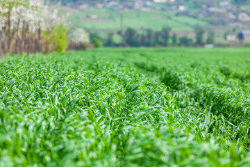 Views of young green wheat field, Agriculture