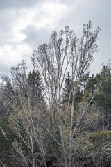  trees in the forest, nacka, stockholm, sweden, sverige