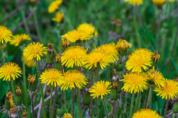 Yellow dandelion flowers on a green bokeh background