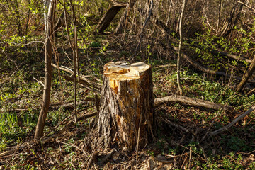 Rotten tree stump in the spring forest. The old tree has been cut down.