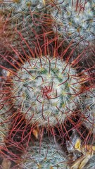 cactus close up