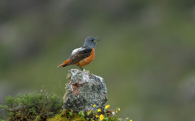 roquero rojo posa sobre las rocas en la sierra abulense en España