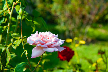 pink flower in the garden