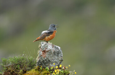 roquero rojo posa sobre las rocas en la sierra abulense en España