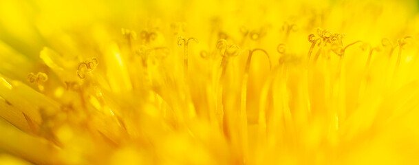Yellow dandelion flower blooms outdoors in nature, macro, close-up, background. Macro of a large yellow dandelion with a blooming flower bud. Yellow dandelion flower stamens, pistil, close-up, macro.