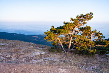 tree in the mountains