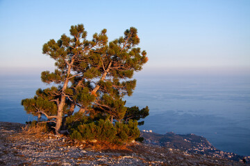 tree on the coast of island